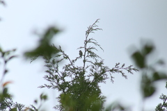 Ptiliogonys cinereus