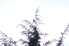 Ptiliogonys cinereus