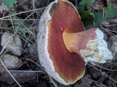 Rubroboletus satanas