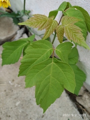 Acer negundo