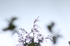 Ptiliogonys cinereus