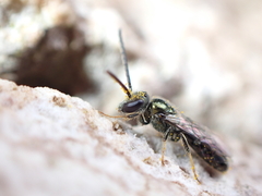 Lasioglossum loetum