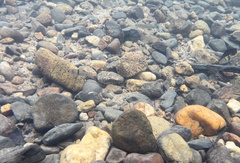 Hampala macrolepidota