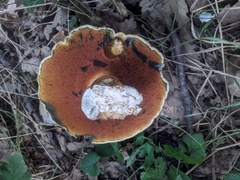 Rubroboletus satanas