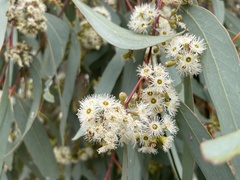 Eucalyptus camaldulensis
