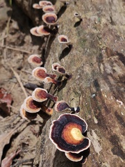 Microporus