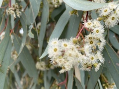 Eucalyptus camaldulensis
