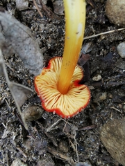 Hygrocybe cuspidata