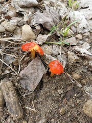 Hygrocybe cuspidata