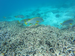 Plectorhinchus lineatus