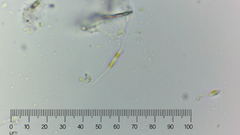 Cylindrotheca closterium