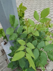 Fraxinus pennsylvanica