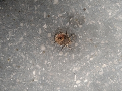 Rhaphigaster nebulosa