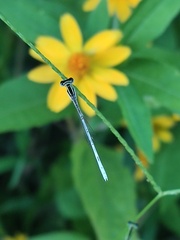 Agriocnemis lacteola