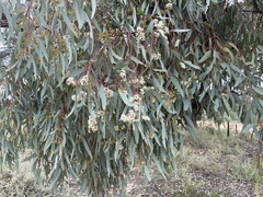 Eucalyptus camaldulensis