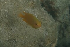 Pomacentrus moluccensis