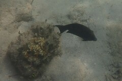 Ctenochaetus striatus