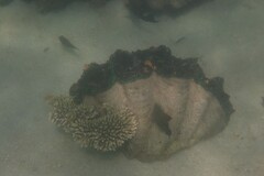 Tridacna gigas