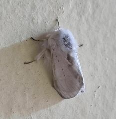 Lepidoptera