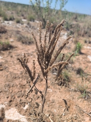 Phacelia integrifolia