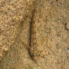 Cottus cognatus