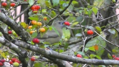Thraupis palmarum