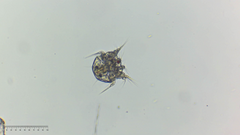 Copepoda