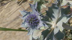 Eryngium maritimum