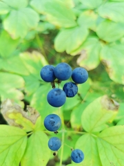 Caulophyllum thalictroides
