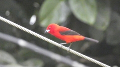 Ramphocelus bresilius