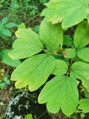 Caulophyllum thalictroides