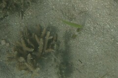Actinopterygii