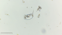 Colurella