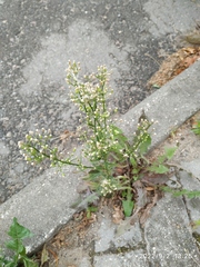 Erigeron canadensis