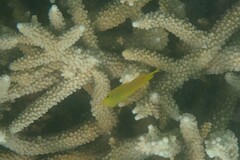 Pomacentrus moluccensis