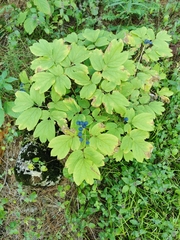 Caulophyllum thalictroides