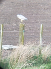Egretta novaehollandiae novaehollandiae