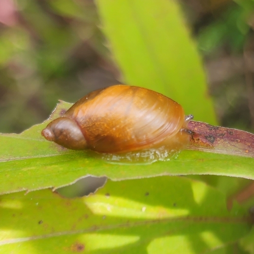 Blunt Ambersnail