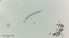 Nematoda