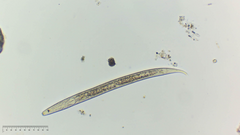 Nematoda