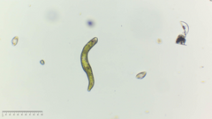Euglena