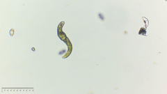Euglena