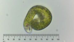 Euglena