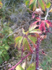 Rubus laciniatus