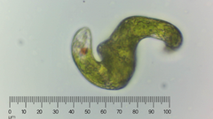 Euglena