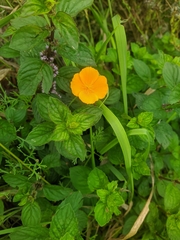 Eschscholzia californica