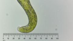 Euglena