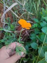 Eschscholzia californica