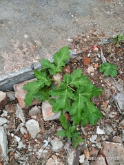 Heracleum sosnowskyi