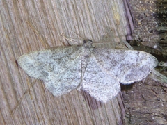 Hypagyrtis piniata